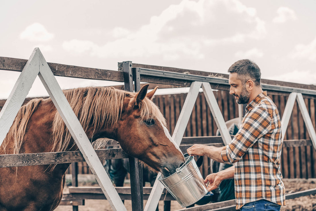 7 Rules for Feeding Your Horse
