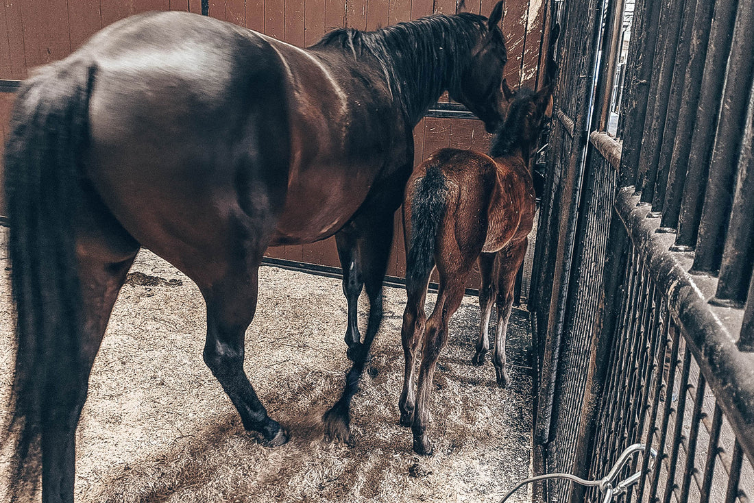 9 Easy Ways To Save Money Around The Barn