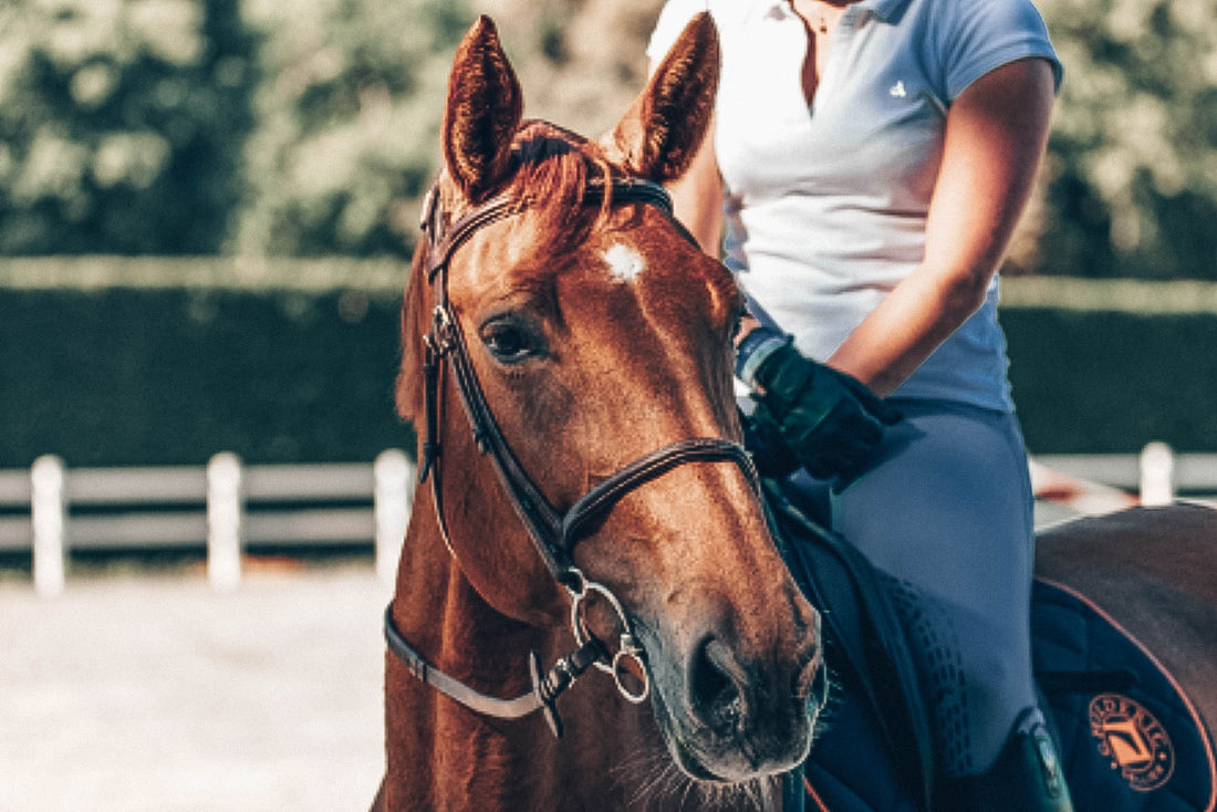 10 Simple Ways To Invest In Your Horse’s Health