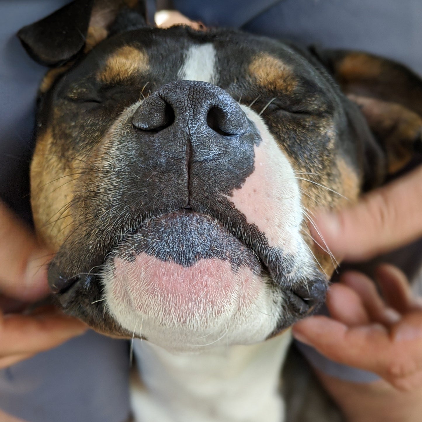 FAB SunCream for Animals and Humans