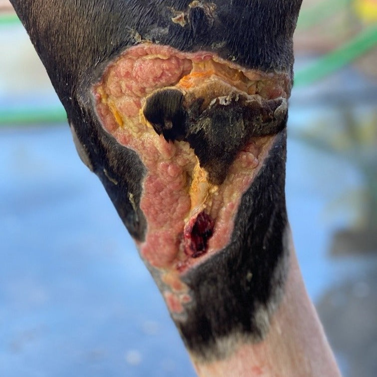 FAB Equine Wound Wrap