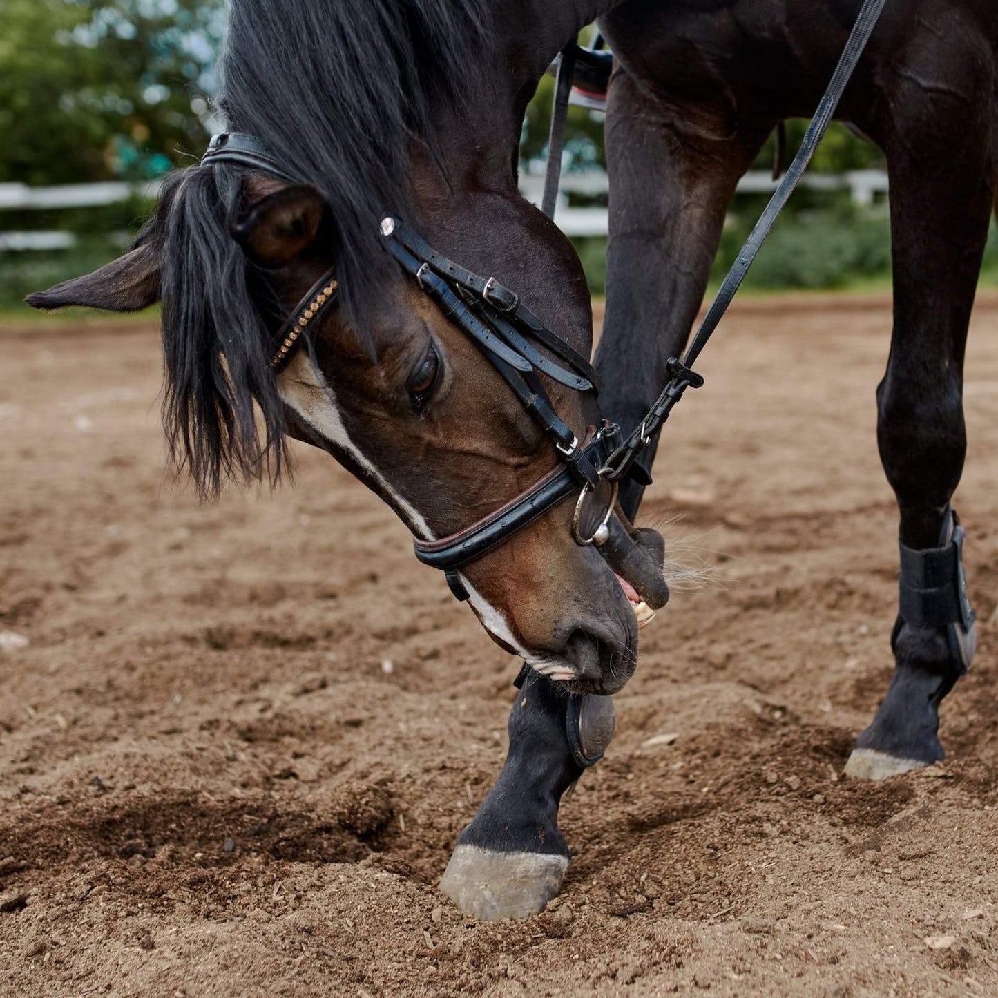 WHOA Dust Arena Dust Control