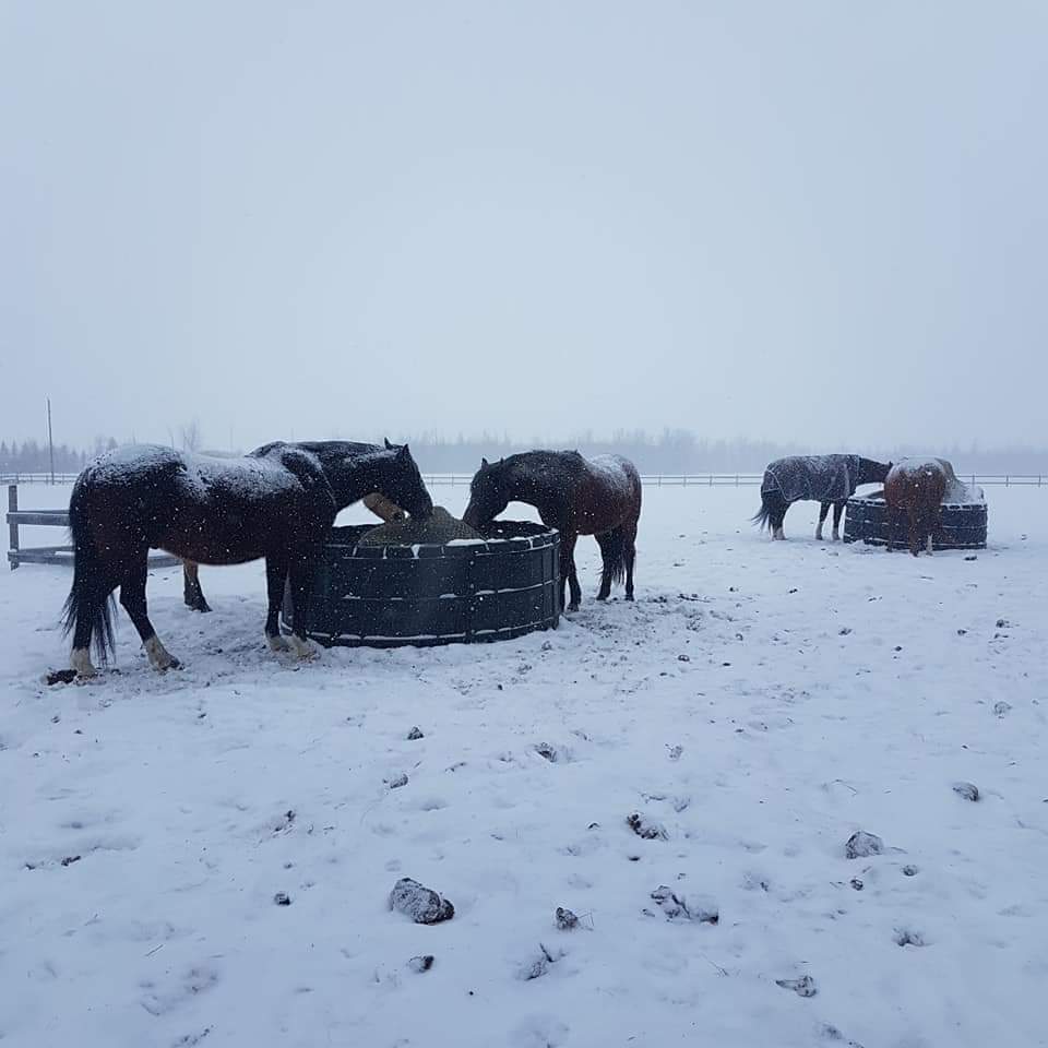 Poly hay ring in a winter paddock