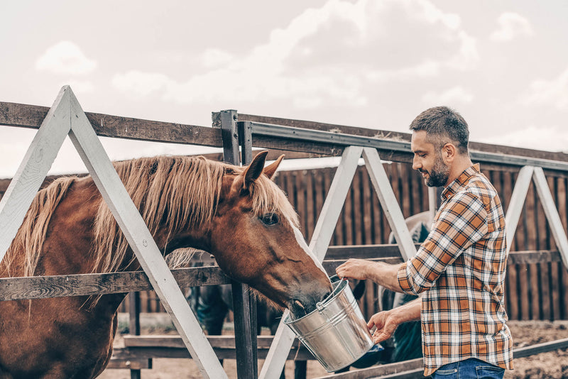7 Rules for Feeding Your Horse