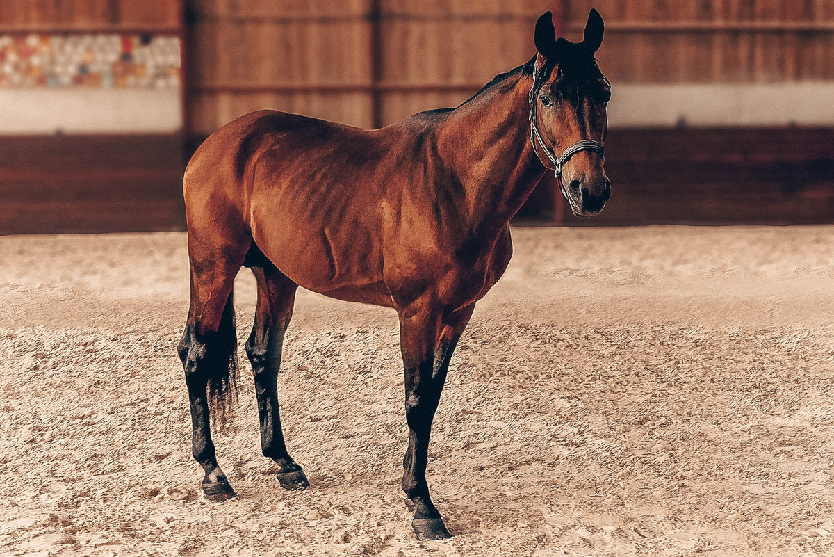Horse and rider in an indoor arena
