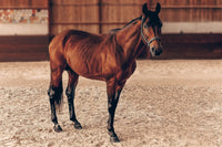 Horse and rider in an indoor arena