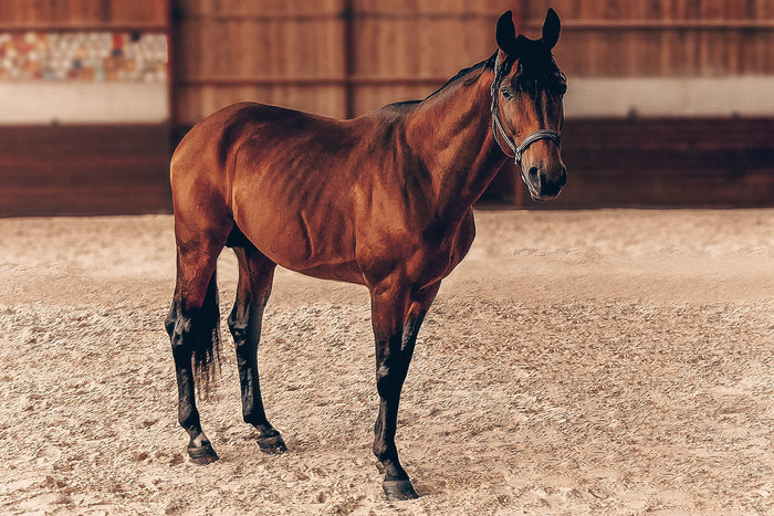 Horse and rider in an indoor arena