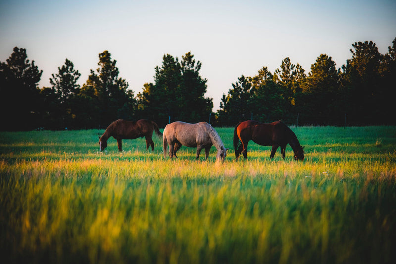 Three horses grazing in a field at sunset