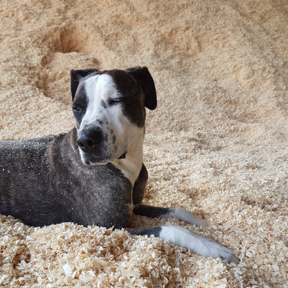 Bulk Wood Shavings — High-Volume Stall Bedding
