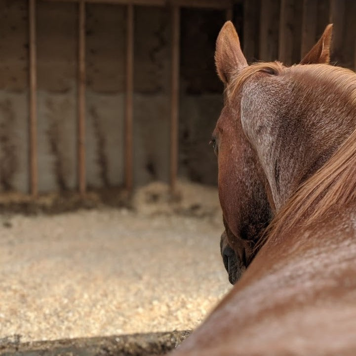 Bulk Wood Shavings — High-Volume Stall Bedding