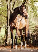 EquiCrown® ACTIVE Compression Wraps — Green/Black
