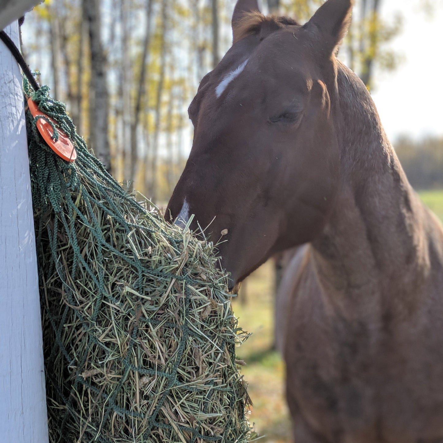 NAG Bag™ Hanging Bag Slow Hay Feeders