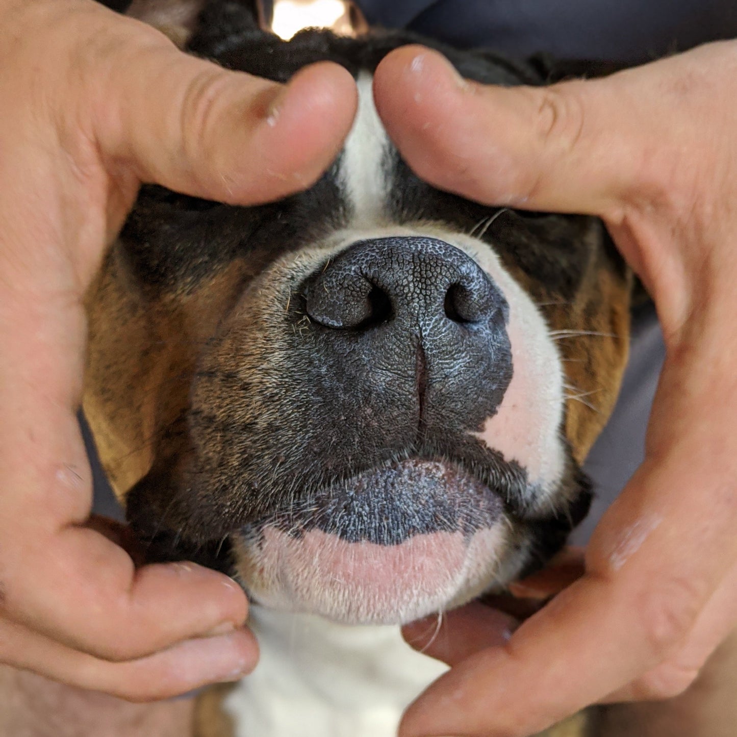 FAB SunCream for Animals and Humans