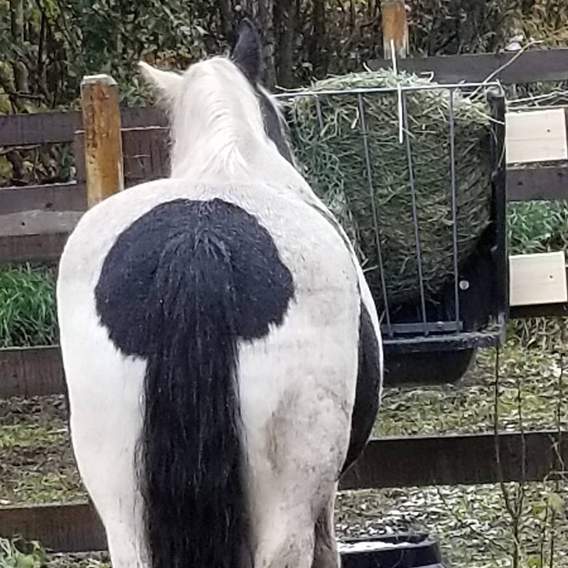 Hay & Grain Feeder