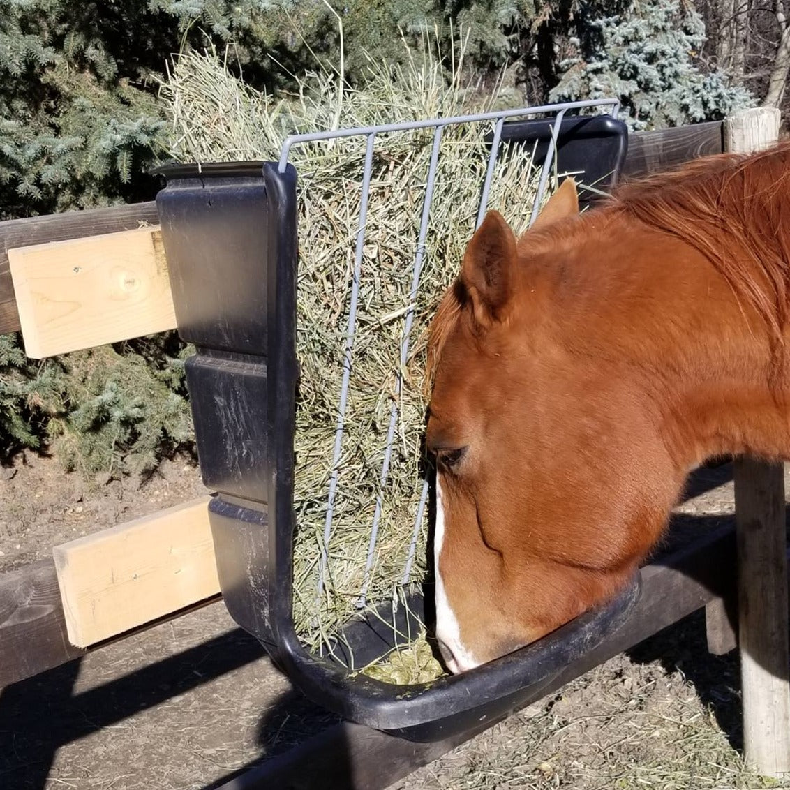 Hay & Grain Feeder