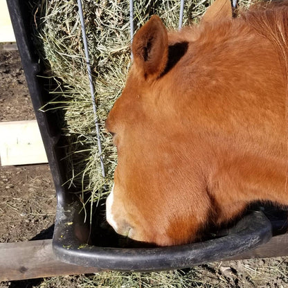 Hay & Grain Feeder