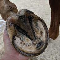 Sirocco Abscess Pack