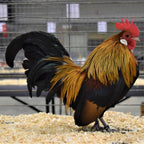 Pine Shavings Animal Bedding  - Pallet - (Min 13 Pallets)