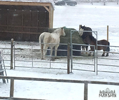 Mini Adjustable Hay Ring Feeder
