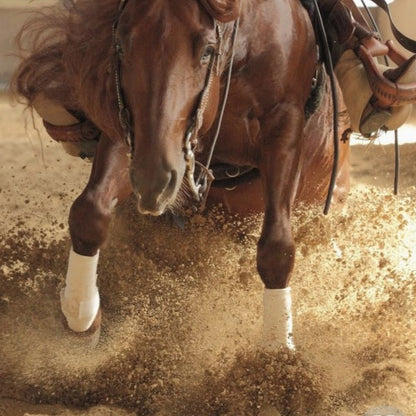WHOA Dust Arena Dust Control