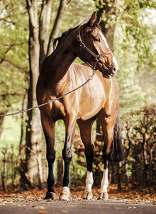 EquiCrown® ACTIVE